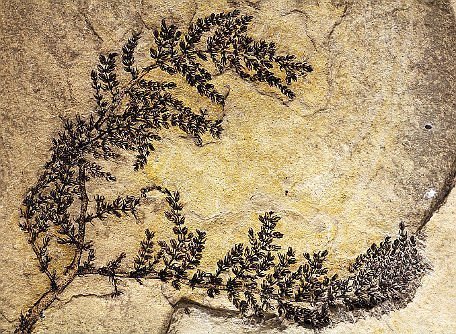 Der "ersten Blume" auf der Spur
