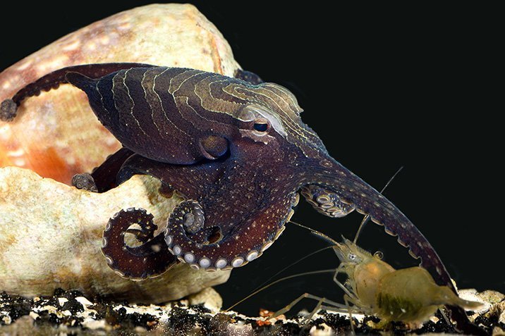 Der Oktopus, der aus dem Rahmen fällt