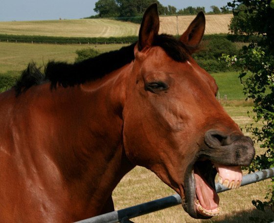 Die Mimik von Mensch und Pferd ähnelt sich