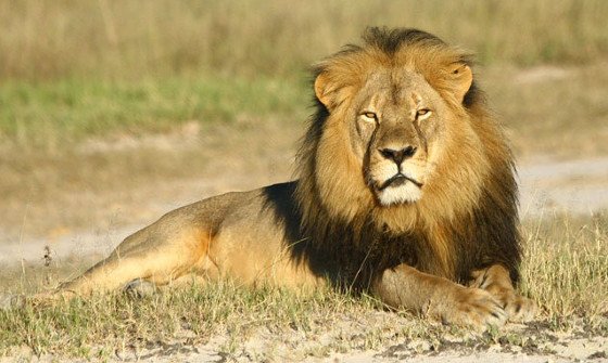Fall Cecil belegt die Bedeutung von Sendern