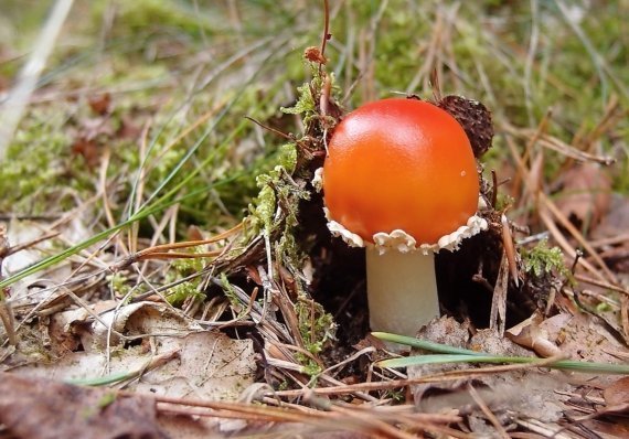 Rote Nase im Waldboden