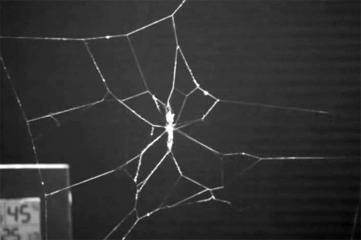 Schlupfwespe macht Spinne zum Zombie