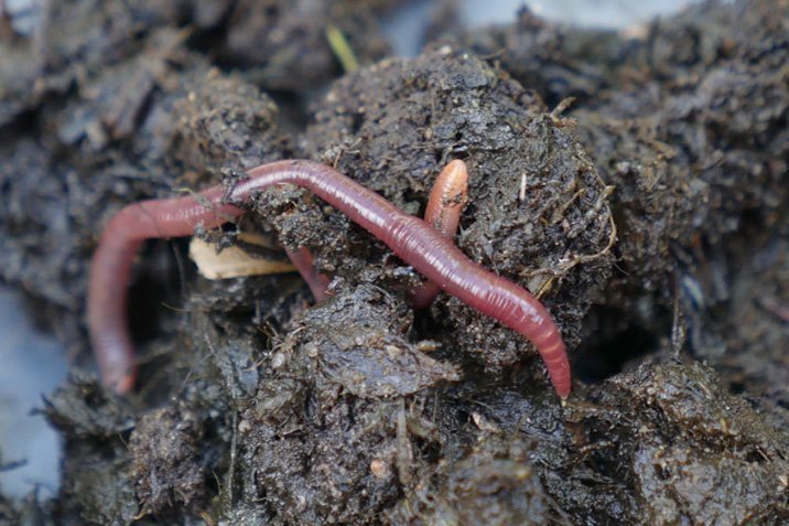 So schützt sich der Regenwurm gegen Pflanzengift