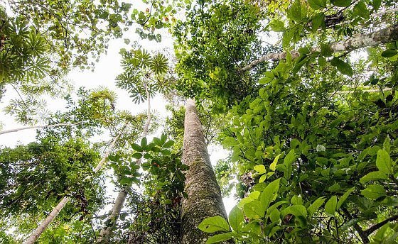 Anprangern schützt den Tropenwald