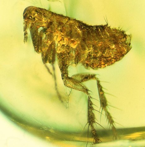 Bernstein-Floh mit möglichen Pestbakterien entdeckt