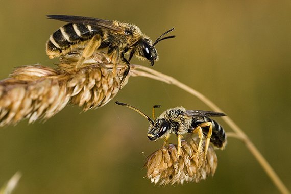 Faule Larven und Hummel-Prinzessinnen