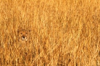Meister der Camouflage