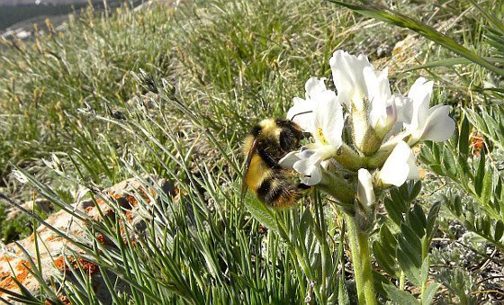 Schrumpfende Hummel-Zungen