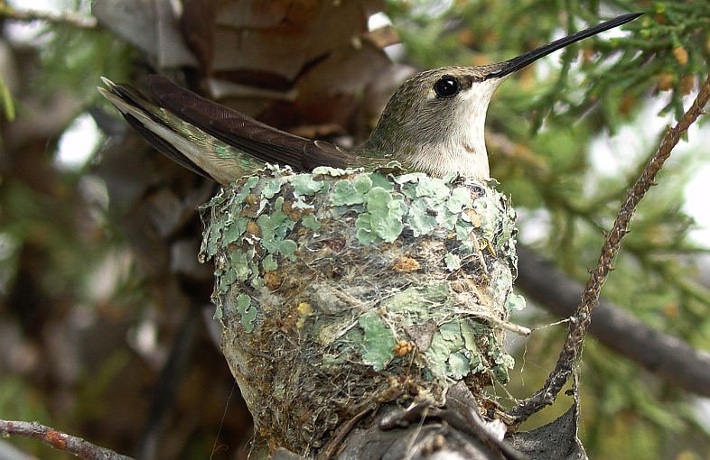 Schutzwächter für Kolibrinester