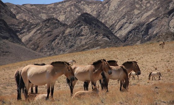 Wie viel Hauspferd steckt in den Przewalski-Wildpferden?