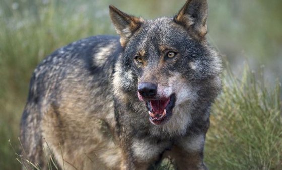 Die BSE-Krise machte Wölfe wieder zu Jägern