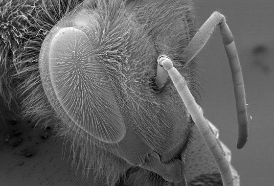 Diesel-Abgase zerstören Duft-Wegweiser für Bienen