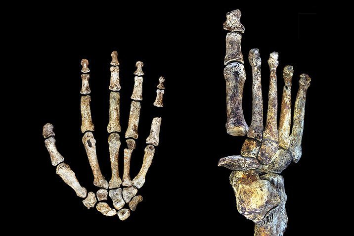 Hand und Fuß von Homo naledi