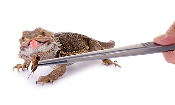 Heuschrecken-Allergie kann Reptilienhalter plagen