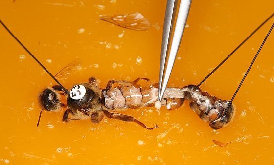 Royales Bienen-Problem