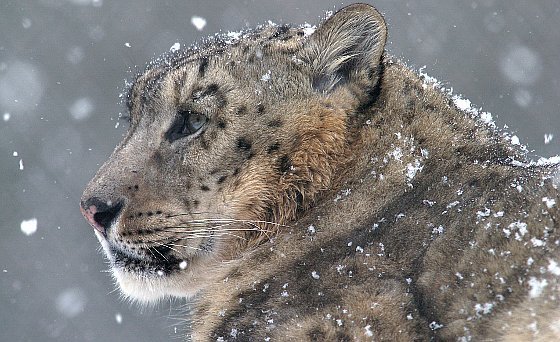 Schlechte Karten für den "Geist der Berge"