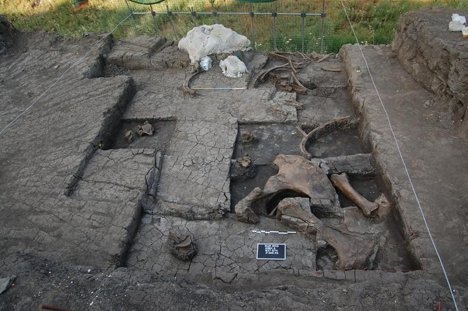 Altsteinzeit: Schlachtplatz für Elefanten entdeckt