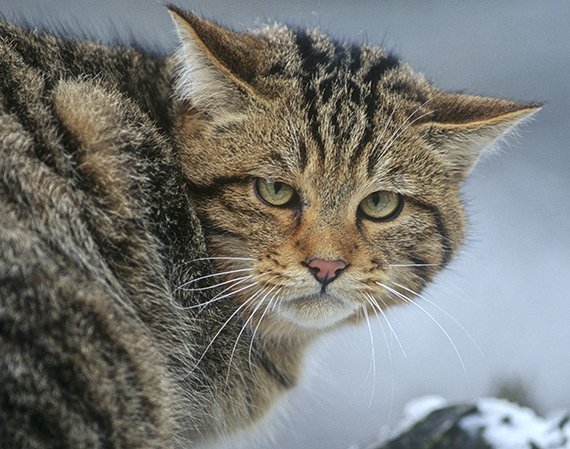 Comeback für die Wildkatze