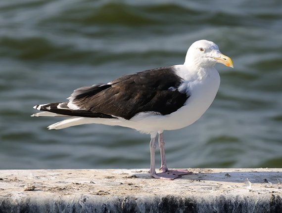 Diebische Möwen ertappt