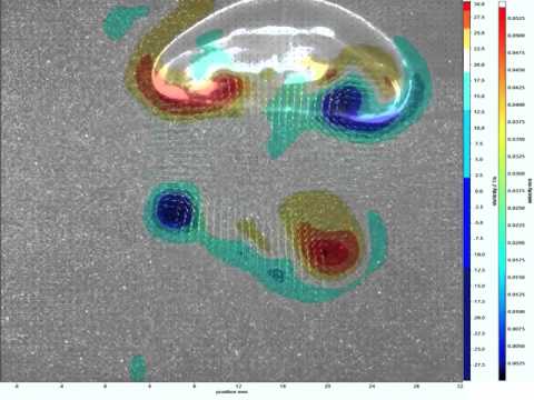 Entdeckung: Quallen saugen sich durchs Wasser