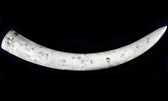 Entlarvende Fingerabdrücke auf Stoßzähnen
