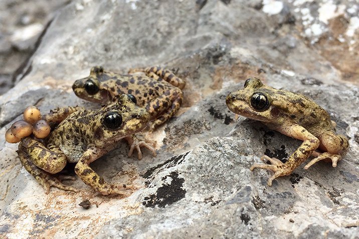 Erfolg gegen die Amphibienseuche