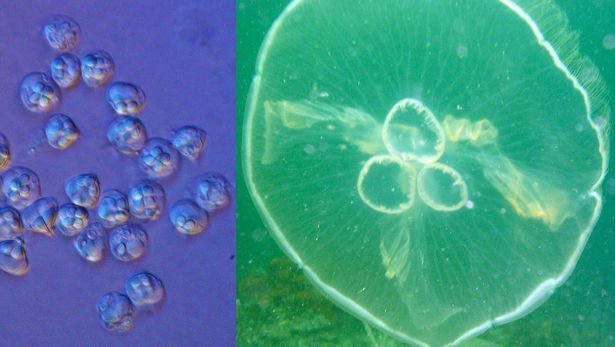 Skurrile Biologie: Parasitäre Mikro-Quallen