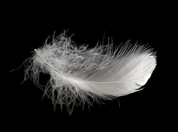 Tierleid für warme Daunen