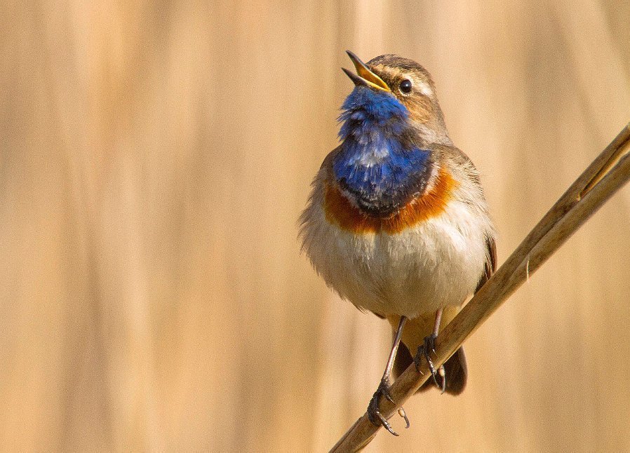 Vögel singen wie Menschen
