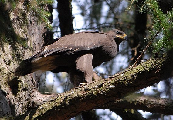 Windanlagen gefährden Schreiadler