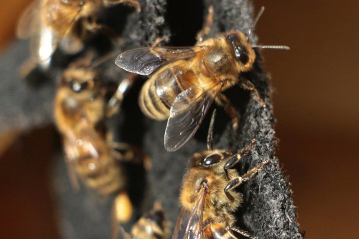 Blumenduft macht Bienen friedlich