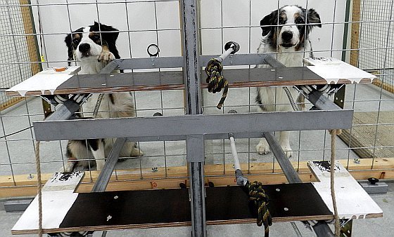 Hunde schieben Freunden selbstlos Futter zu