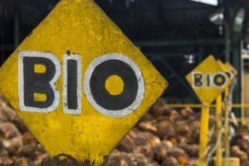 Nachhaltigkeit auf die Palme gebracht
