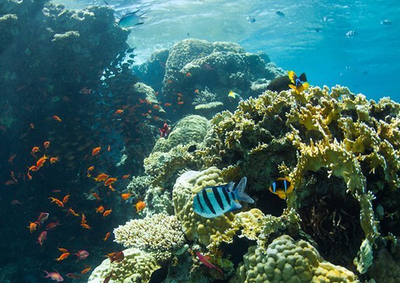 Saures Wasser führt Jungfische in die Irre
