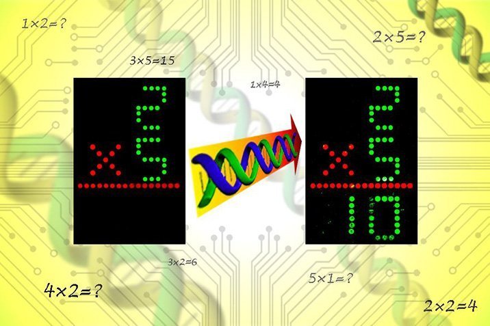 Unsere DNA kann multiplizieren