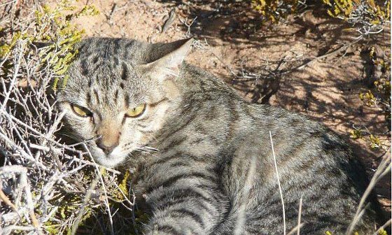 Woher stammten die verwilderten Katzen Australiens?