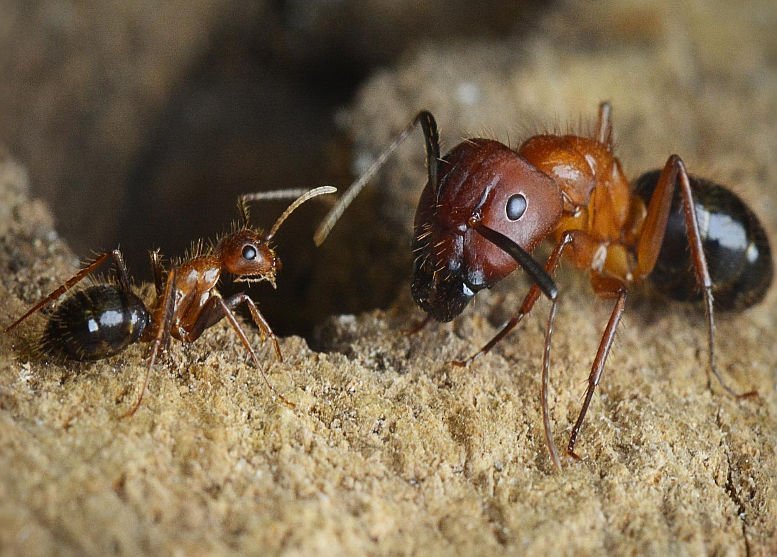 Epigenetisch reprogrammierte Ameisen