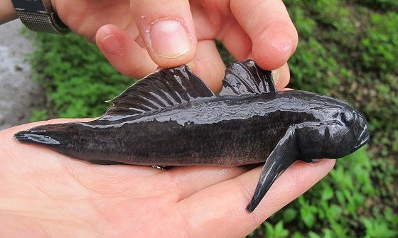 Fischigen "Aliens" auf der Spur