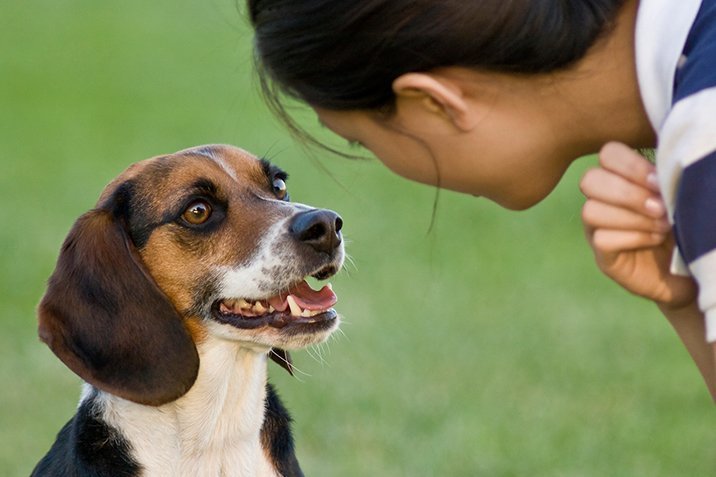 Hunde sind echte Menschenkenner