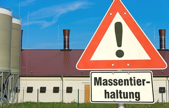 Kritischer Trend zu Mega-Mastanlagen