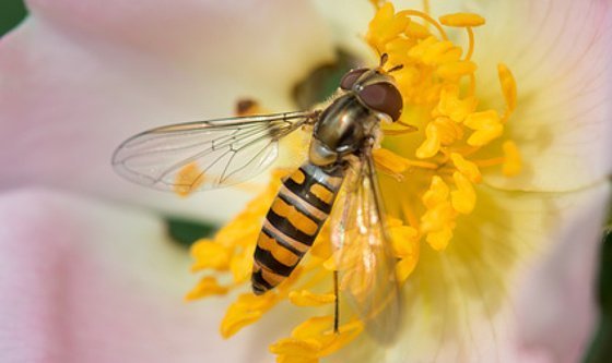 Mysteriöser Insektenschwund festgestellt