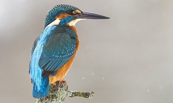 Wer sind die Gewinner und Verlierer des warmen Winters?