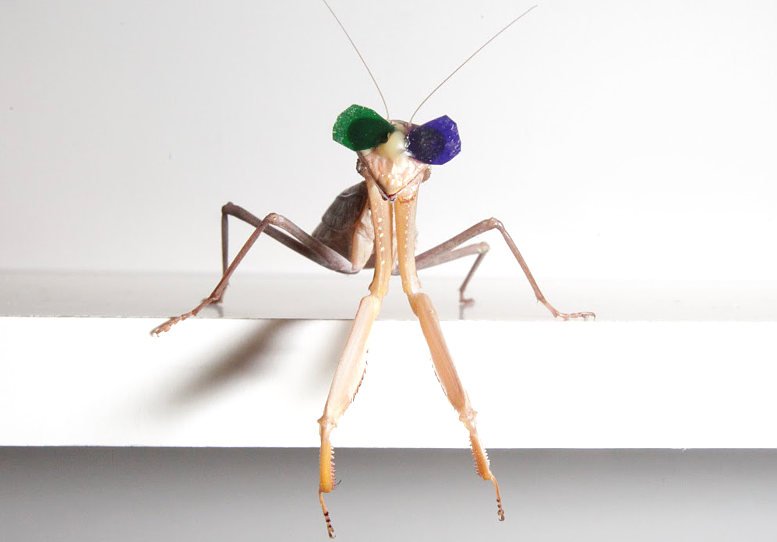 Winzige Brillen belegen 3D-Insekten-Sicht