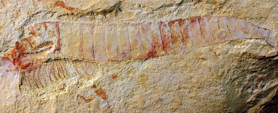 520 Millionen Jahre altes Nervensystem