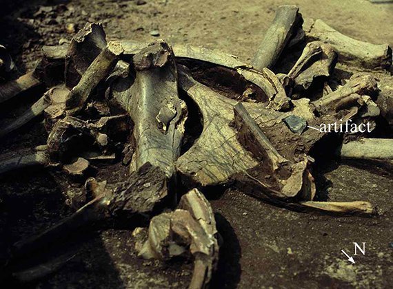 Homo heidelbergensis wurde unterschätzt