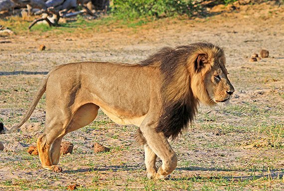Löwe Cecil war kein Einzelfall