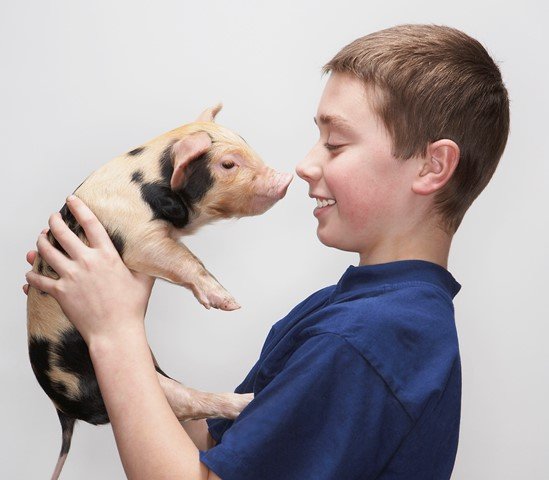 Schweine wie wir
