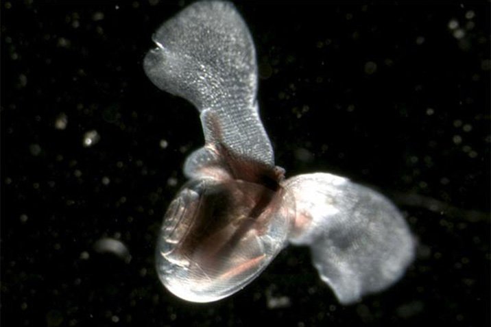 Skurril: Wasserschnecke "fliegt" durchs Wasser