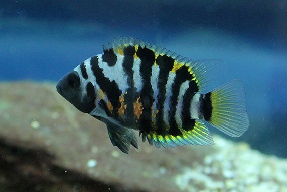 Tropische Parasiten im Rheinzufluss
