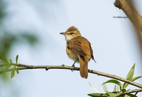 Zugvögel: Weitflieger sind schlauer